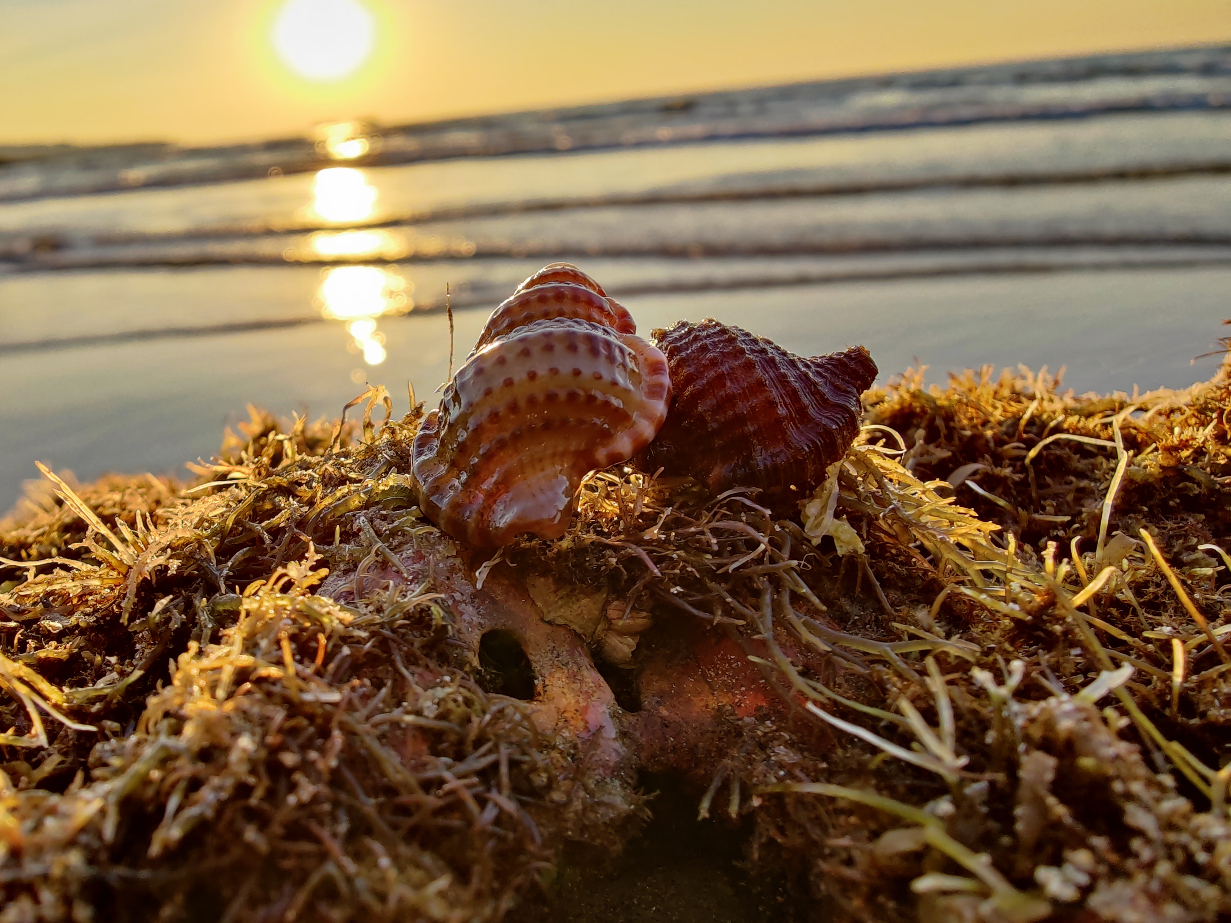 canaginim-beach Image