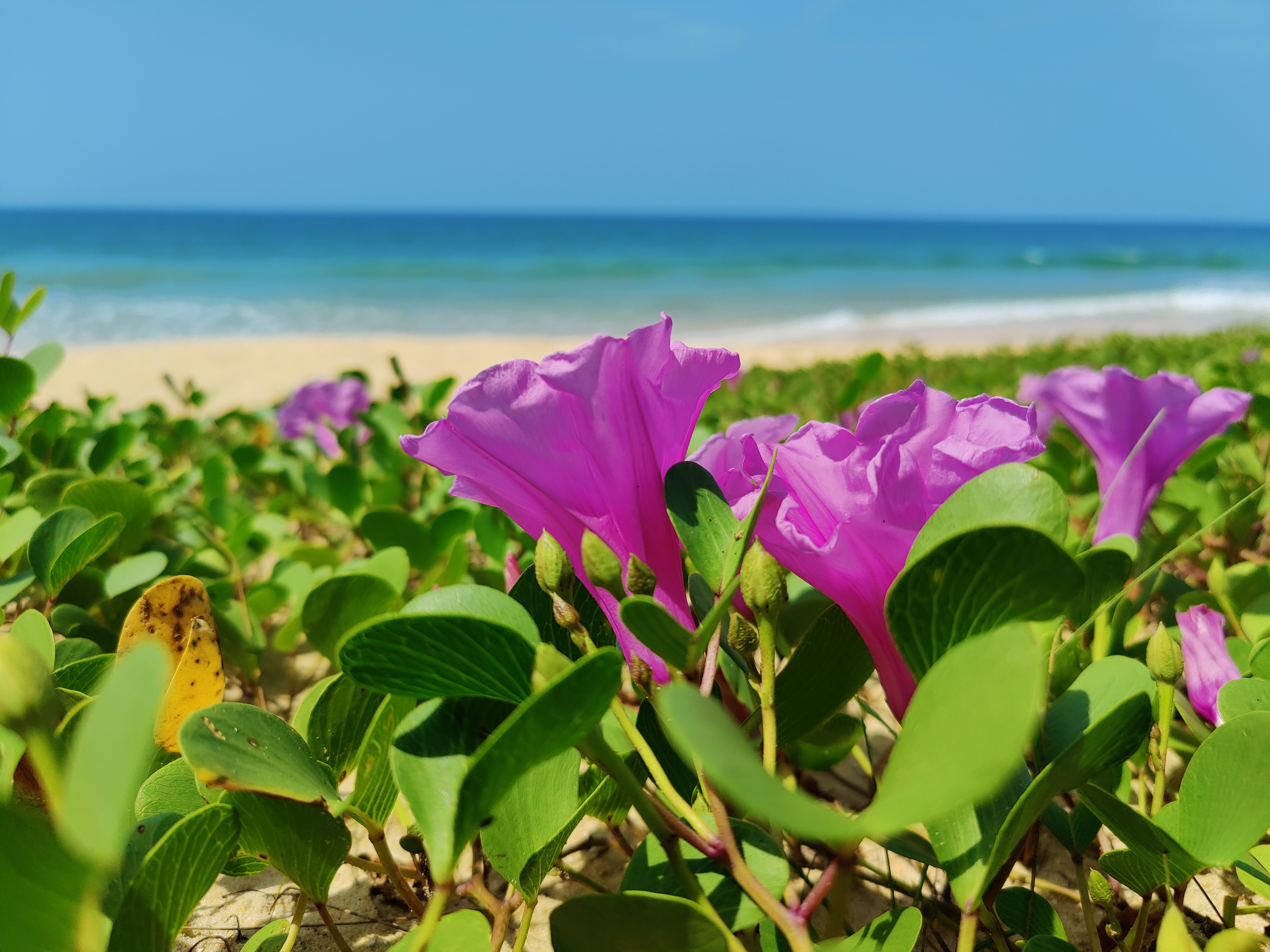 varca-beach Image